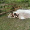 ECOLOGIC PARK 86 2800